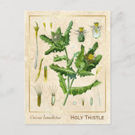 Vintage Läkemedelsblomma Tistle Botaniska Vykort
