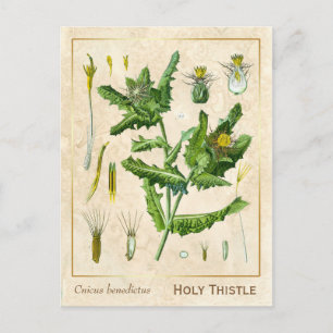 Vintage Läkemedelsblomma Tistle Botaniska Vykort