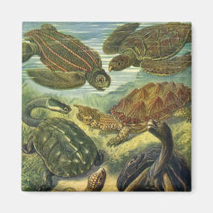 Vintage Land Tortoise Sea Turtles av Ernst Haeckel Magnet