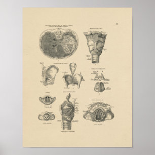 Vintage Larynx Anatomy 1880 Print Poster