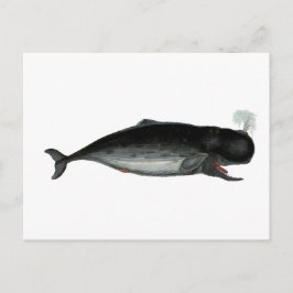 Vintage Laughing Whale Vykort