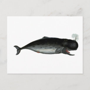 Vintage Laughing Whale Vykort