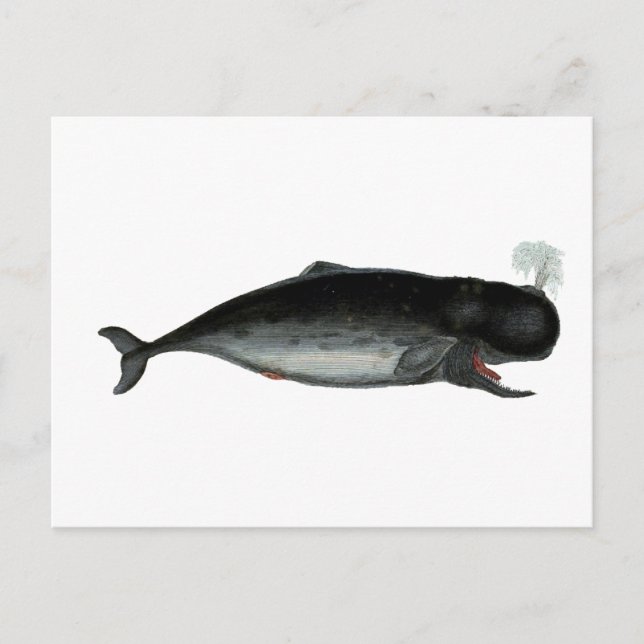 Vintage Laughing Whale Vykort (Framsida)