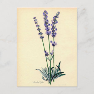 Vintage Lavendar-vykort Vykort