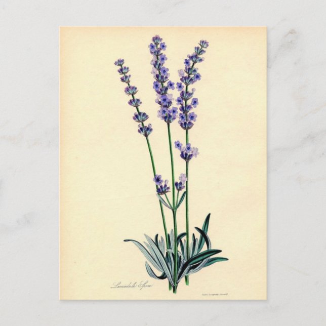 Vintage Lavendar-vykort Vykort (Framsida)