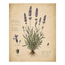 Vintage Lavendel Botanisk Konsttryck