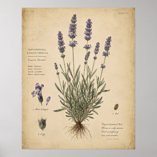Vintage Lavendel Botanisk Konsttryck Poster