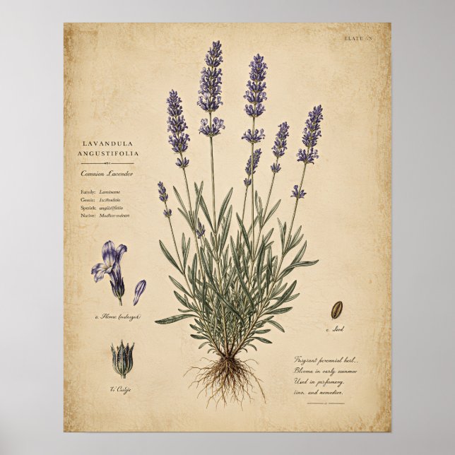 Vintage Lavendel Botanisk Konsttryck Poster (Framsidan)