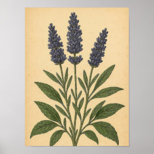 Vintage Lavendel på Väderbitet Papper Poster