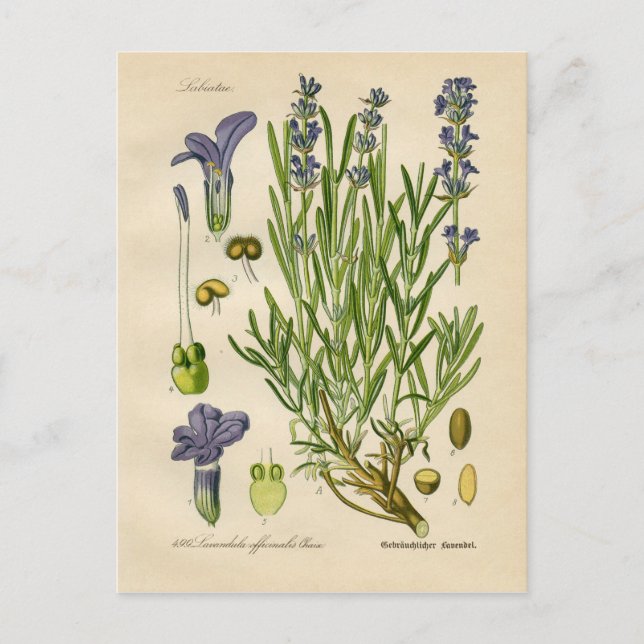 Vintage Lavender Botaniskt utskrift Vykort (Framsida)