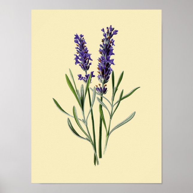 Vintage Lavender Flower #3 Poster (Framsidan)