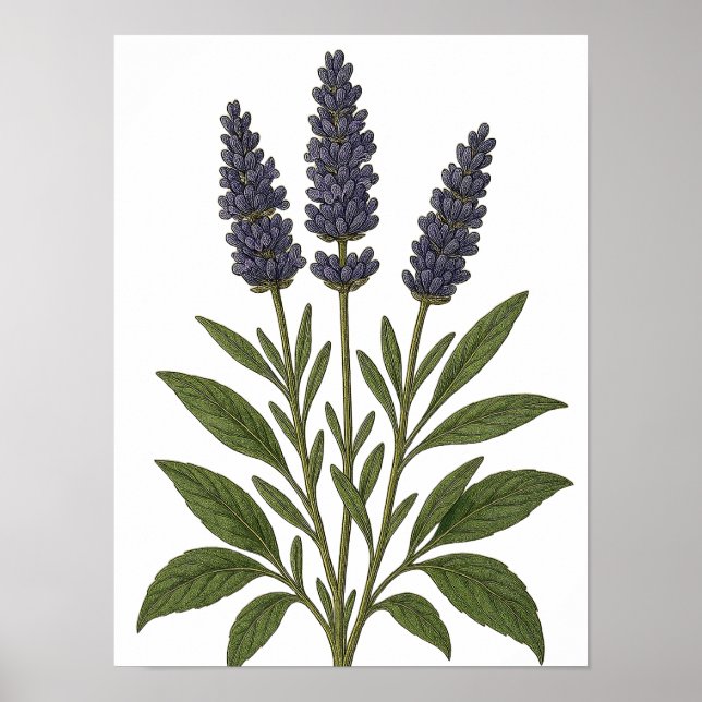 Vintage Lavender Poster (Framsidan)