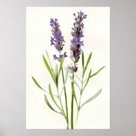 Vintage lavender poster