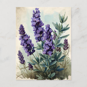 Vintage Lavender Vykort