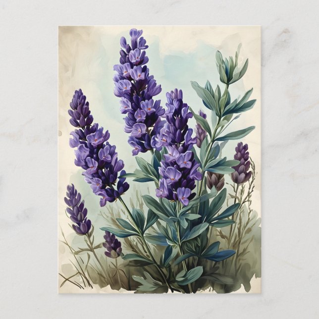 Vintage Lavender Vykort (Framsida)