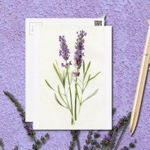 Vintage Lavenders