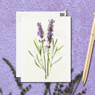 Vintage Lavenders Vykort