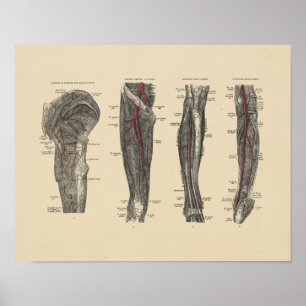 Vintage Leg Artery Anatomy 1880 Print Poster