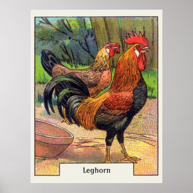 Vintage Leghorn Chicken Poster (Framsidan)