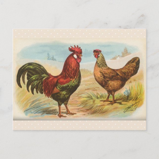 Vintage "Leghorn Chickens" vykort (Framsida)