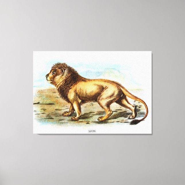 Vintage Lejon djurillustration Canvastryck (Framsida)