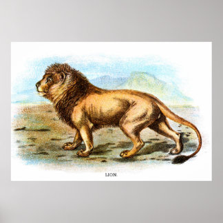 Vintage Lejon djurillustration Poster