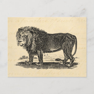 Vintage Lejon Illustration - 1800's African Animal Vykort
