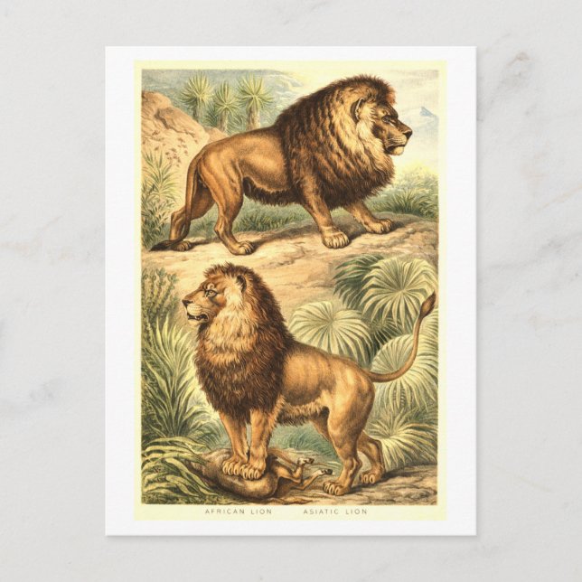 Vintage Lejonillustration Vykort (Framsida)