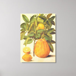 Vintage Lemon och Pomelo botaniska målningar Canvastryck