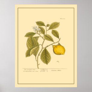 Vintage Lemon Träd Botanical Kitchen Art Poster