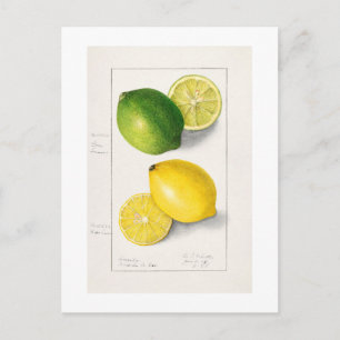 VINTAGE ’LEMONS’ AMANDA ALMIRA NEWTON 1908 VYKORT