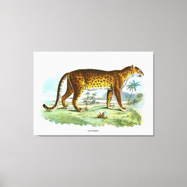 Vintage Leopard Animal Illustration Canvastryck (Framsida)