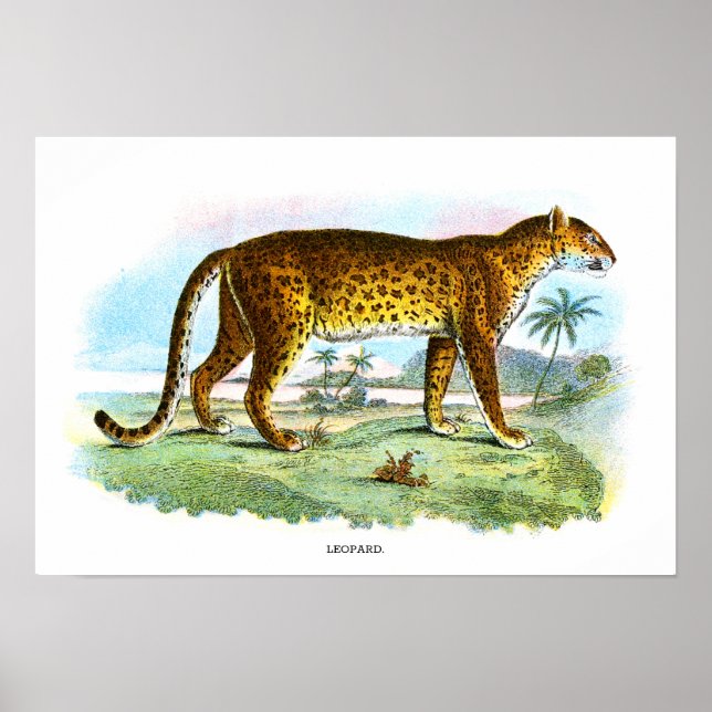 Vintage Leopard Animal Illustration Poster (Framsidan)