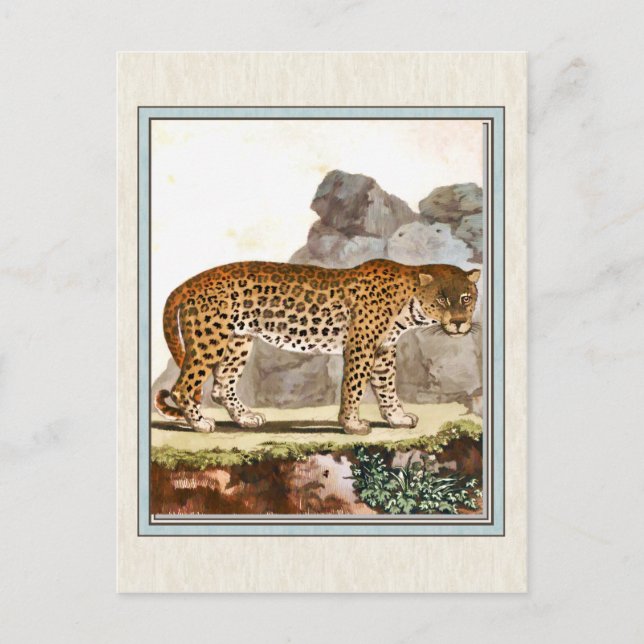 Vintage Leopard Illustration Vykort (Framsida)