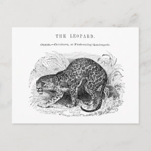 Vintage leopard-illustration vykort