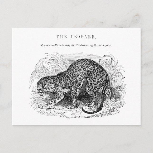 Vintage leopard-illustration vykort (Framsida)