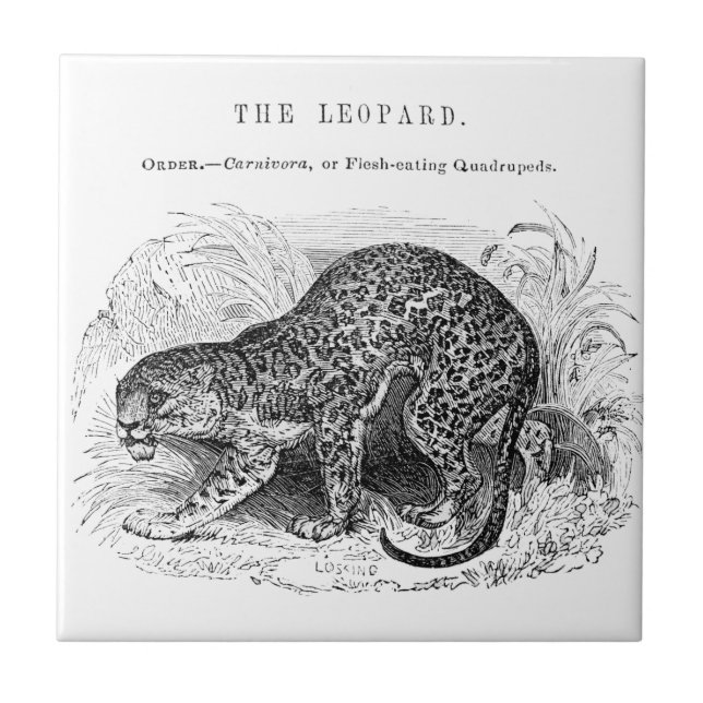 Vintage leopard vilda djur illustration kakelplatta (Framsidan)