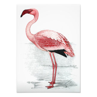 Vintage Lesser Flamingo Claude Gibney Finch Davies Fototryck