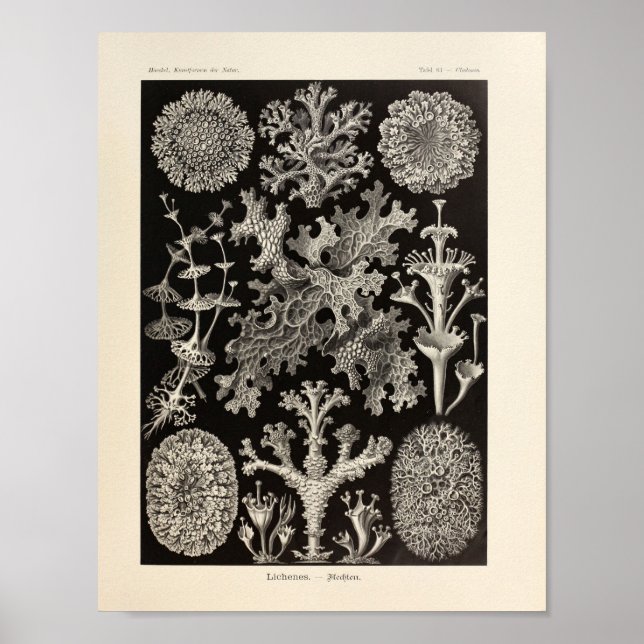 Vintage Lichenes Ernst Haeckel Art Print Poster (Framsidan)