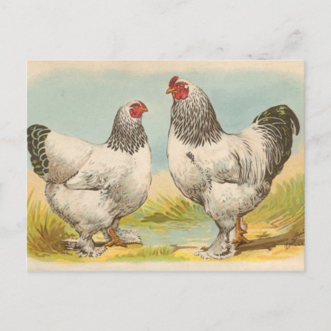 Vintage "Light Brahama Chickens" vykort (Framsida)
