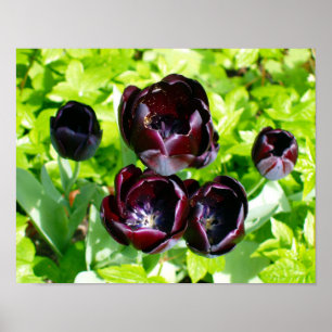 Vintage Lila Black Grönt Tulips Flowers Holland Poster