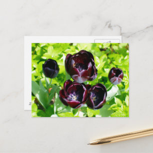 Vintage Lila Black Tulips Flower Holland Vykort