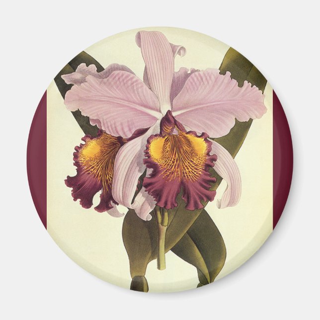 Vintage Lila Cattleya Orchid, Tropical Flowers Magnet (Framsidan)
