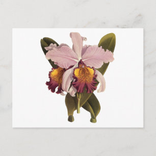 Vintage Lila Cattleya Orchid, Tropical Flowers Vykort