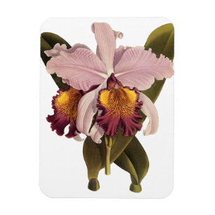 Vintage lila Cattleya orkidé, tropiska blommor Magnet