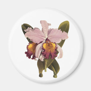 Vintage lila Cattleya orkidé, tropiska blommor Magnet