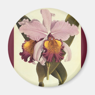 Vintage lila Cattleya orkidé, tropiska blommor Magnet