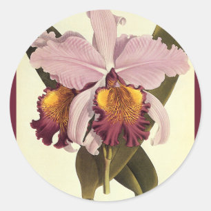 Vintage lila Cattleya orkidé, tropiska blommor Runt Klistermärke