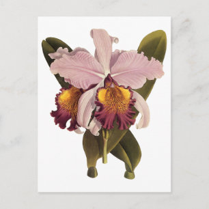 Vintage lila Cattleya orkidé, tropiska blommor Vykort