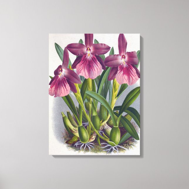 Vintage Lila Dam Orchids Miltonia Spectabilis Canvastryck (Framsida)
